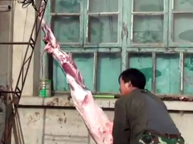 Animals skinned alive for Fur Trade