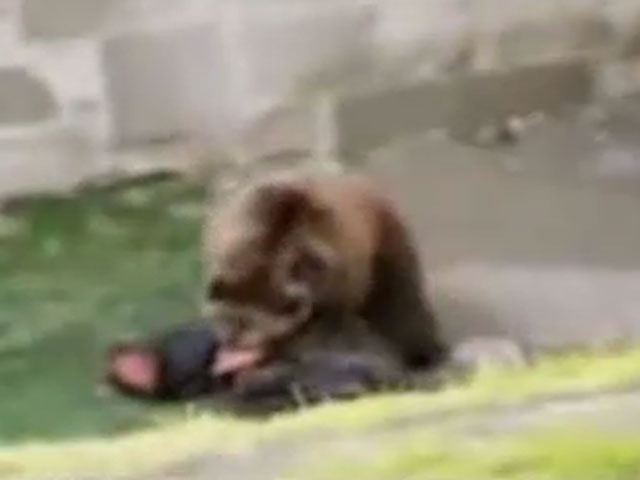 Bear attack at zoo
